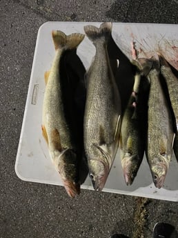 Walleye Fishing in Manistee, Michigan