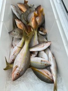 Mangrove Snapper, Scup, Yellowtail Snapper Fishing in Marathon, Florida