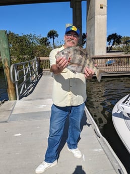 Sheepshead Fishing in Port Orange, Florida