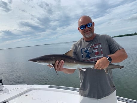 Bull Shark fishing in Clearwater, Florida