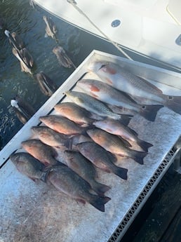 Mangrove Snapper, Redfish, Speckled Trout Fishing in Bradenton, Florida