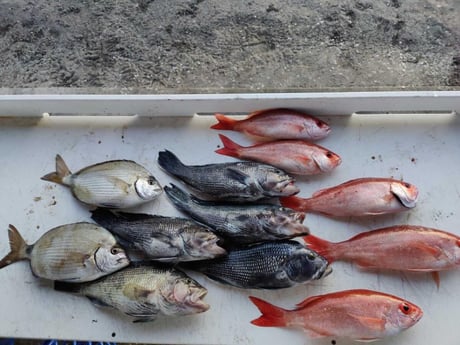 Black Seabass, Bream, Vermillion Snapper Fishing in Jacksonville, Florida
