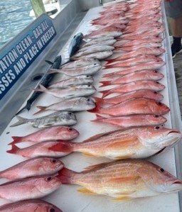 Lane Snapper, Scup, Vermillion Snapper Fishing in Destin, Florida