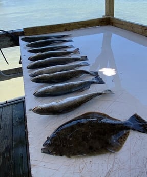 Flounder, Speckled Trout Fishing in Ingleside, Texas