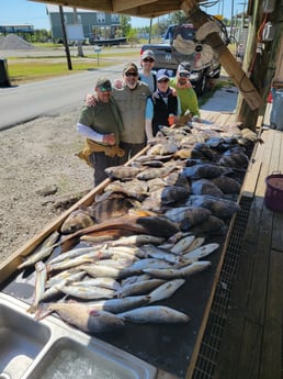 Redfish, Sheepshead, Speckled Trout / Spotted Seatrout Fishing in Yscloskey, Louisiana