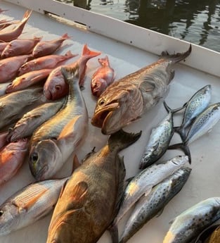 Scamp Grouper, Spanish Mackerel, Vermillion Snapper Fishing in Gulf Shores, Alabama