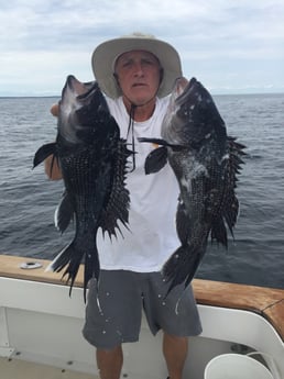 Black Seabass fishing in Montauk, Suffolk County