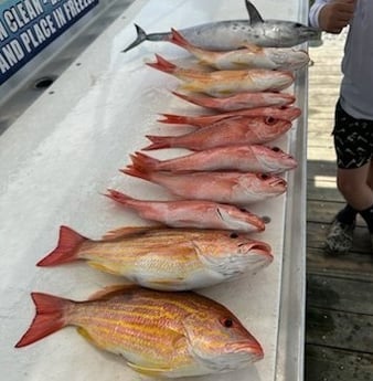 False Albacore, Lane Snapper, Vermillion Snapper Fishing in Destin, Florida