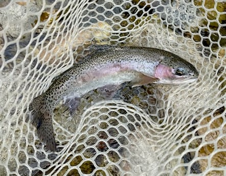 Fishing in Hume, California