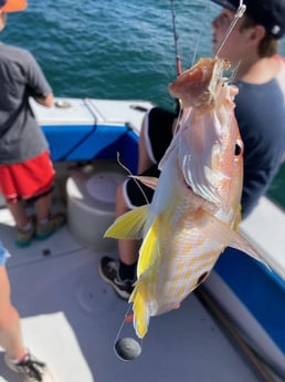 Lane Snapper fishing in West Palm Beach, Florida