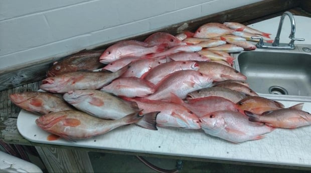Cubera Snapper, Red Snapper fishing in Clearwater, Florida