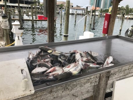 Fishing in Orange Beach, Alabama