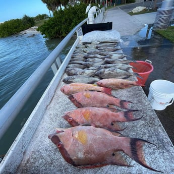 Grunt, Hogfish fishing in Clearwater, Florida