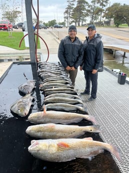 Black Drum, Redfish, Speckled Trout Fishing in Galveston, Texas