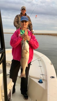 Sheepshead, Speckled Trout / Spotted Seatrout fishing in Venice, Louisiana