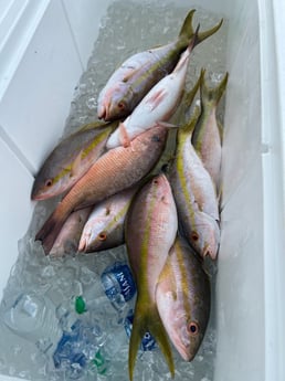 Yellowtail Snapper Fishing in Tavernier, Florida