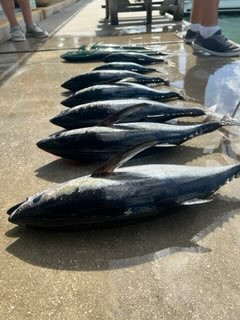 Yellowfin Tuna Fishing in Miami, Florida