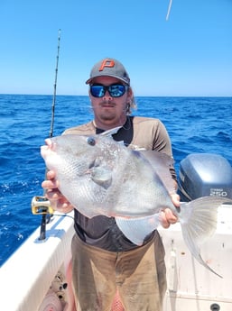 Triggerfish Fishing in Clearwater, Florida