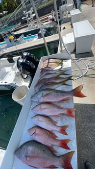 Mutton Snapper, Yellowtail Snapper Fishing in Key West, Florida