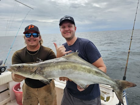 Cobia Fishing in Clearwater, Florida