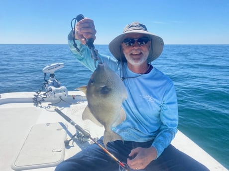 Triggerfish fishing in Carrabelle, Florida