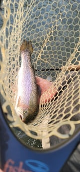 Rainbow Trout Fishing in Broken Bow, Oklahoma