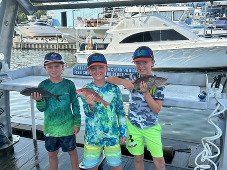Amberjack, Lane Snapper, Scamp Grouper Fishing in Destin, Florida