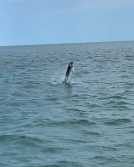 Tarpon Fishing in Summerland Key, Florida