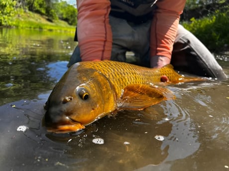 Carp Fishing in Austin, Texas