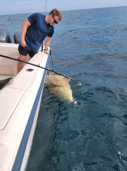 Goliath Grouper Fishing in Clearwater, Florida