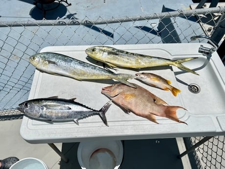 Albacore Tuna, Mahi Mahi / Dorado fishing in Key Largo, United States (+1)