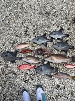 Lionfish, Mangrove Snapper, Triggerfish, Yellowtail Amberjack Fishing in Key Largo, Florida