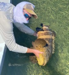 Goliath Grouper Fishing in Big Pine Key, Florida
