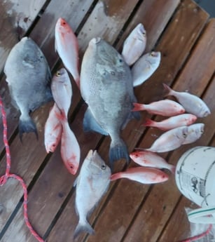 Bream, Red Snapper, Triggerfish fishing in Fort Walton Beach, Florida