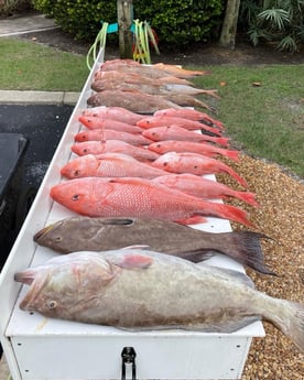 Red Grouper, Red Snapper, Scamp Grouper fishing in Sarasota, Florida