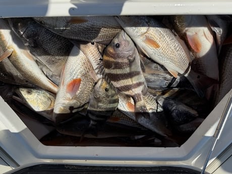 Redfish, Sheepshead Fishing in