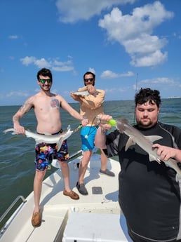 Bonnethead Shark Fishing in St. Petersburg, Florida