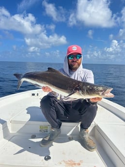 Cobia Fishing in Tampa, Florida