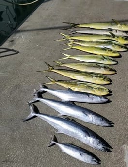 King Mackerel / Kingfish, Mahi Mahi / Dorado Fishing in Hillsboro Beach, Florida