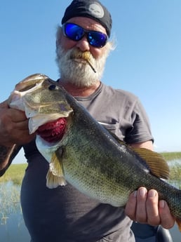 Largemouth Bass fishing in Fort Lauderdale, Florida