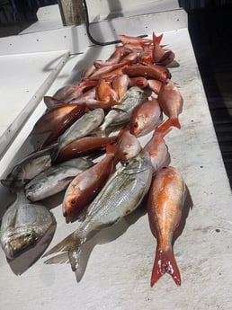 Scup / Porgy, Vermillion Snapper Fishing in Orange Beach, Alabama