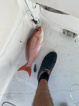 Vermillion Snapper Fishing in Panama City Beach, Florida