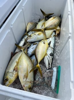 Barracuda Fishing in Miami, Florida