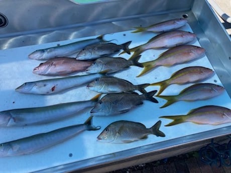 Scup / Porgy, Tilefish, Yellowtail Snapper Fishing in West Palm Beach, Florida