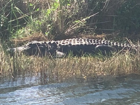 Alligator Fishing in Palmetto Bay, Florida