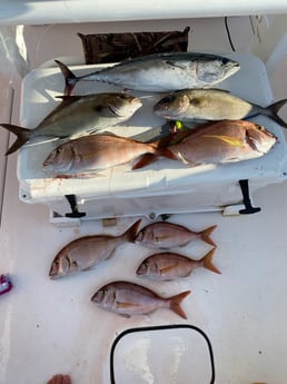 Amberjack, Grunt, Little Tunny / False Albacore fishing in Pensacola, Florida