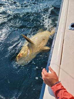 Goliath Grouper Fishing in Clearwater, Florida