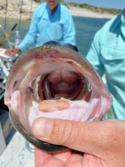 Largemouth Bass fishing in Del Rio, Texas