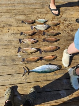 False Albacore, Mangrove Snapper Fishing in Pensacola, Florida
