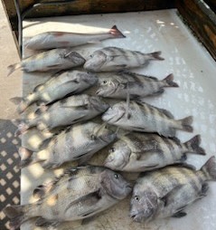 Redfish, Sheepshead Fishing in Corpus Christi, Texas